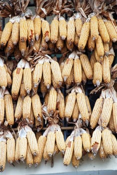 Corn cobs interwoven with each other to dry