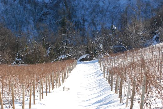 View of Langhe hills with snow near Serralunga d'Alba, Piedmont - Italy