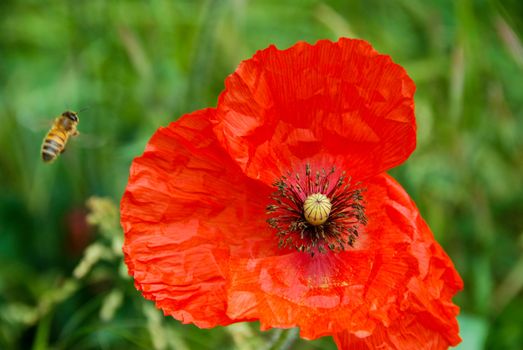 Close up of a red poppy in the meadow with a bee