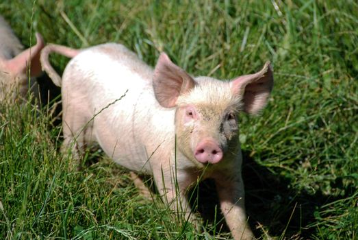 Free pigs in a green meadow