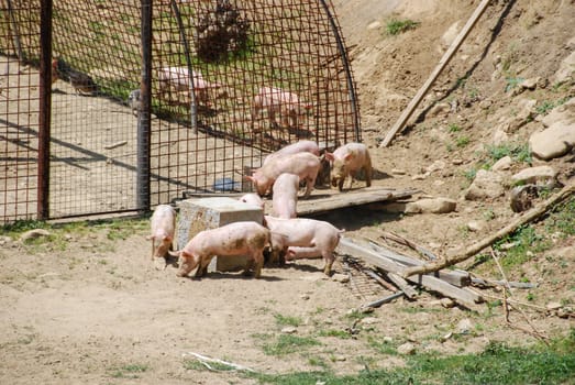 Some free pigs in a meadow