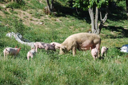 Some piglets looking for food