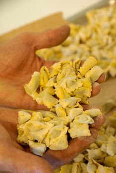 Preparation of agnolotti. Typical pasta of the Langhe, Piedmont - Italy