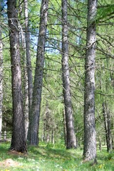 Pine forest near Pracatinat near Ptacatinat, Piedmont - Italy