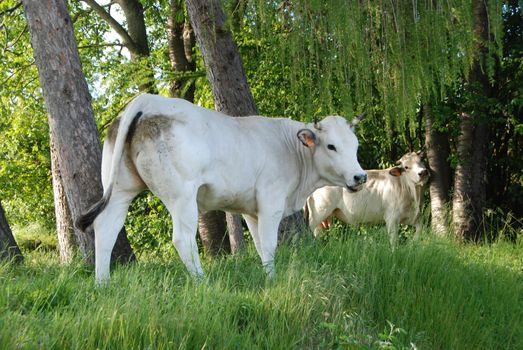 Cows grazing free near Montezemolo, Piedmont - Italy