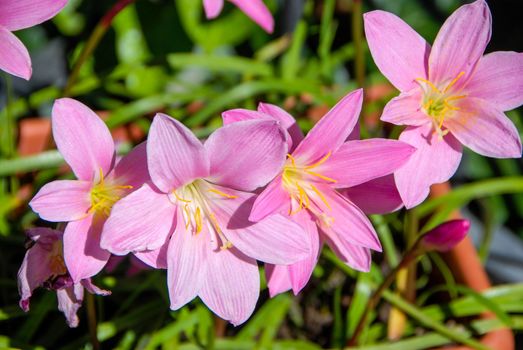 Flowers of saffron spice