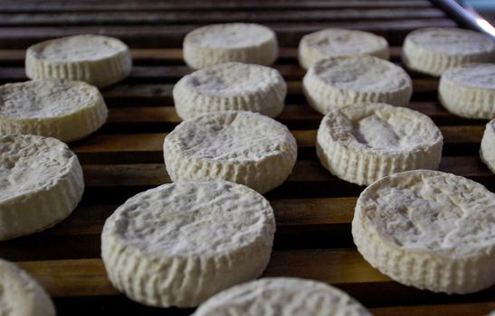 Typical Langhe cheese: the Toma