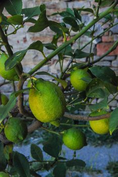 Lemons and the the lemon plant