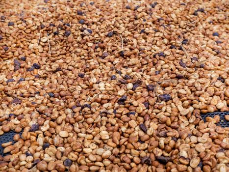 The Sun bath soft Roasted coffee beans background