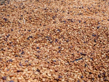 The Sun bath soft Roasted coffee beans background