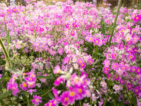 The field of cosmos Violet flower