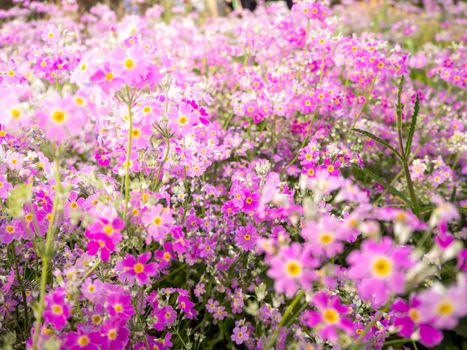 The field of cosmos Violet flower