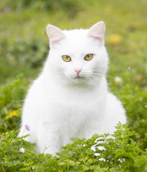 Portrait of a white cat with green eyes in the middle of a green meadow with flowers