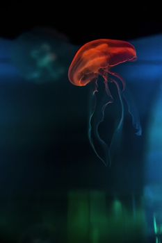 Jellyfish illuminated with orange light and dark background with colored reflections at the Oceanografic in Valencia, Spain
