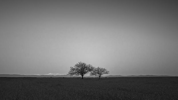 Minimalist black and white image of two isolated trees on a plain with the mountains in the distance