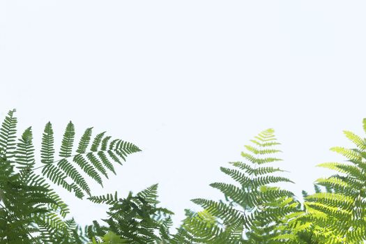 Minimalist image of green fern leaves at the bottom of the image on a blue very light background