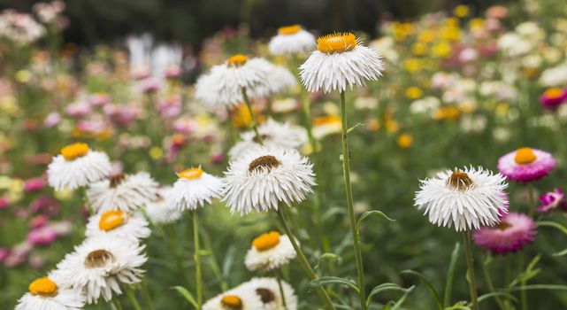 White and magenta daisies in the foreground of a garden with a blur in the background