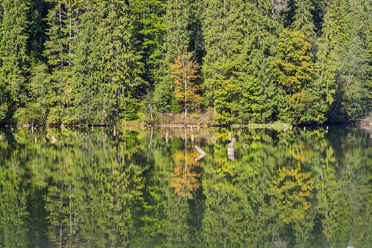 Mirroring evergreen tree forest  in the lake. Some dead trees on water surface. Natural dam lake in forest, Red Lake in Romania