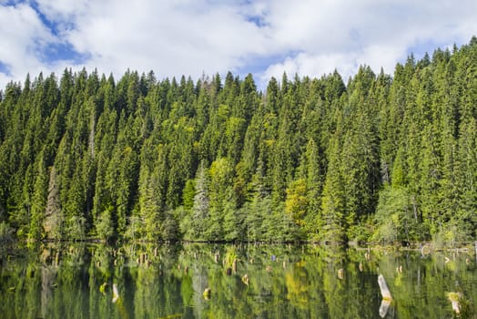 Green forest mirroring on lake surface. Natural dam lake in forest, Red Lake in Romania