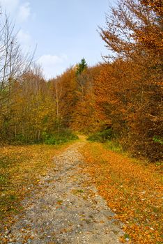 Autumn country road, beautiful foliage scenery with trees and a road in the forest.