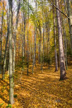 Autumn forest scene, colorful trees and golden fallen leaves.