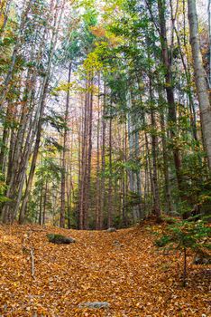 Beautiful forest path with golden autumn leaves