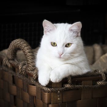 White cat with green eyes in a wicker basket on a black background