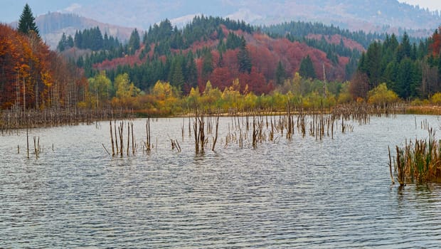 Autumn lake with trunks of dead tree. Cuejdel lake was born 30 years ago (a landfall on river Cuejdel), Today is the biggest natural dam lake in Europe.