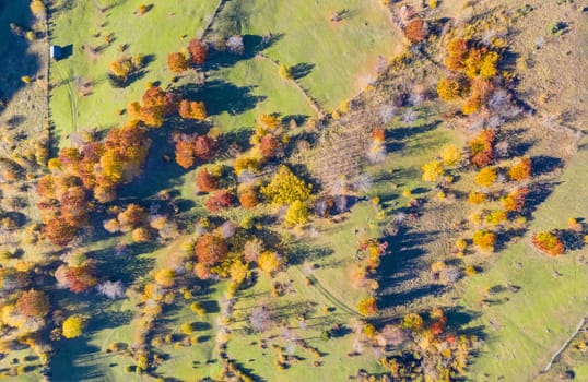 Drone view of a beautiful green meadow  with colorful tree foliage