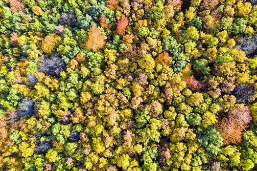 Foliage tree forest in autumn, drone view from above.