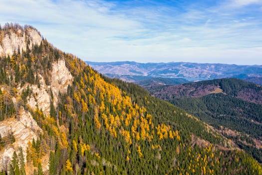 Yellow larch trees in green forest, rocky mountain landscape