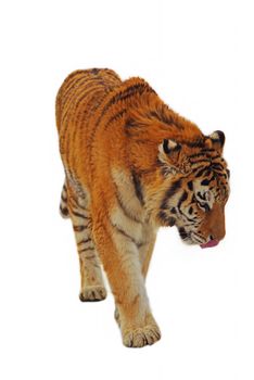 Beautiful tiger isolated on a white background.