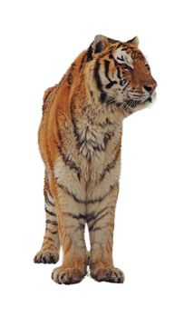 Colorful tiger over a white background