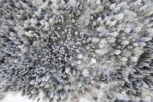 Above view of frozen trees in winter forest