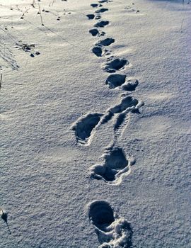 Fresh snow foot prints, shine of snow in the sun