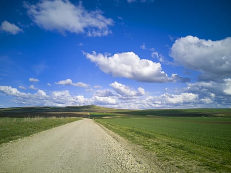 Spring road between fresh green fields