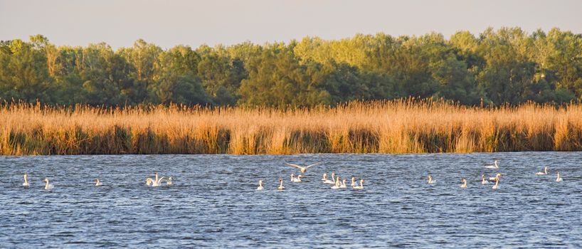 White swan colony in Danube Delta, Unesco Heritage