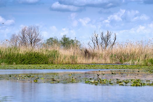 Summer landscape in Danube Delta, water lilies and reeds with mirroring clouds