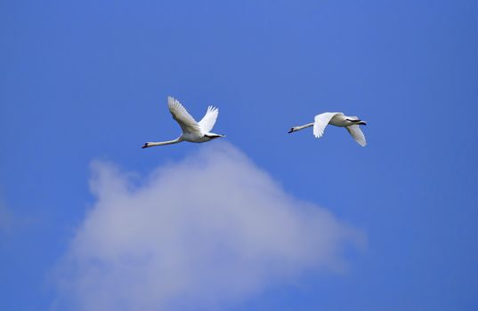 Flying white swan in Danube Delta, blue sky background