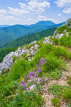 Summer rocky mountain violet flower on the top, Romanian Carpathians
