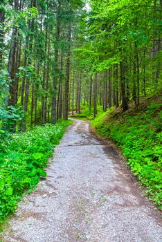 Ground road in forest among evergreen trees, summer mountain scene