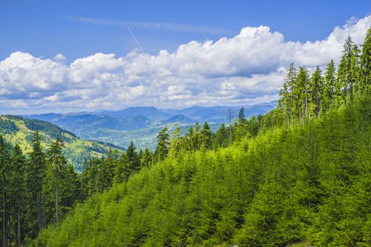 Fresh green fir trees, summer forest landscape on the mountain.