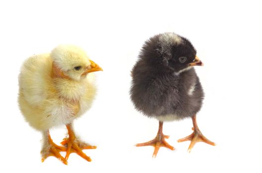 Young chicken, close image, one white and one black