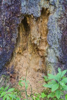 Seck trunk of a tree in summer forest