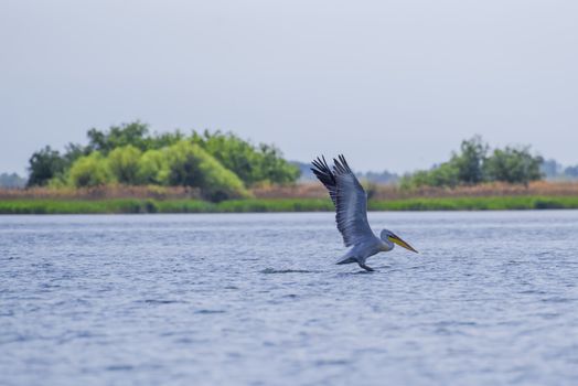 White pelican starting the flight in Danube Delta, Unesco Heritage