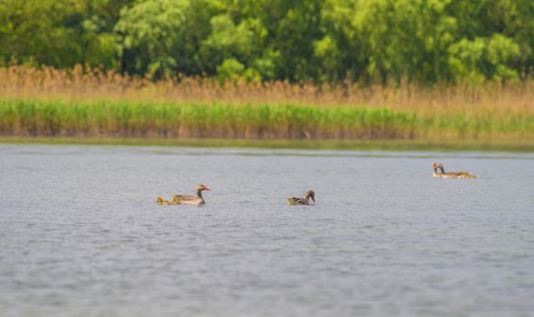 Duck family on water in Danube Delta, Romania