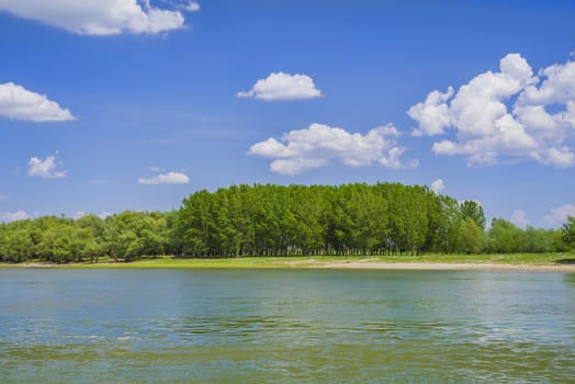 Green forest river landscape in a sunny summer day