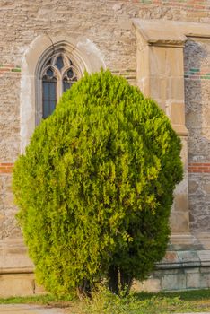 Thuja tree near ancient stone wall at sunset