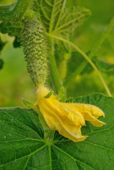 Young cucumber and yellow flower in the garden, close image