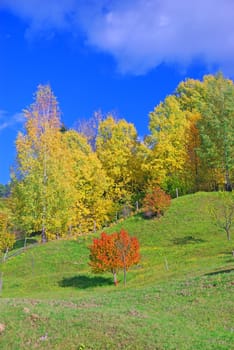 Autumn forest trees on the hill, rural landscape scene